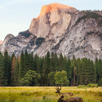 couple-elk-field-with-yosemite-mountains-background Large