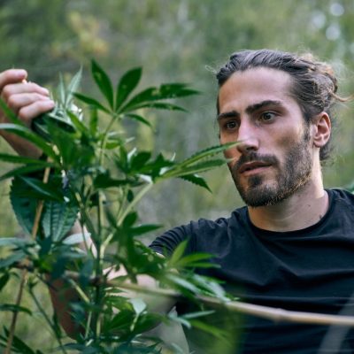 A young Caucasian man taking care of the large cannabis plants in the garden